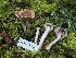  ( - FDS-CA-08506)  @11 [ ] by-nc (2024) Dean Lyons Fungal Diversity Survey