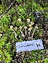  ( - FDS-CA-08512)  @11 [ ] by-nc (2024) Dean Lyons Fungal Diversity Survey