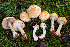  (Agaricus smithianus - FDS-CA-05836)  @11 [ ] by-nc (2024) Dean Lyons Fungal Diversity Survey
