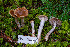  ( - FDS-CA-08506)  @11 [ ] by-nc (2024) Dean Lyons Fungal Diversity Survey