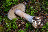  ( - FDS-CA-08502)  @11 [ ] by-nc (2024) Dean Lyons Fungal Diversity Survey