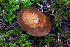  ( - FDS-CA-08502)  @11 [ ] by-nc (2024) Dean Lyons Fungal Diversity Survey