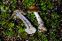  ( - FDS-CA-08502)  @11 [ ] by-nc (2024) Dean Lyons Fungal Diversity Survey
