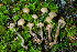 ( - FDS-CA-08512)  @11 [ ] by-nc (2024) Dean Lyons Fungal Diversity Survey