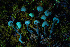  ( - FDS-CA-08512)  @11 [ ] by-nc (2024) Dean Lyons Fungal Diversity Survey