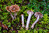  ( - FDS-CA-08506)  @11 [ ] by-nc (2024) Dean Lyons Fungal Diversity Survey