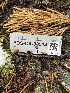  ( - FDS-CA-08514)  @11 [ ] by-nc (2024) Dean Lyons Fungal Diversity Survey
