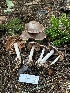  ( - FDS-CA-08518)  @11 [ ] by-nc (2024) Dean Lyons Fungal Diversity Survey