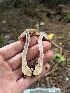  ( - FDS-CA-08518)  @11 [ ] by-nc (2024) Dean Lyons Fungal Diversity Survey