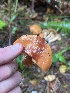  ( - FDS-CA-08531)  @11 [ ] by-nc (2024) Dean Lyons Fungal Diversity Survey