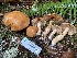  ( - FDS-CA-08531)  @11 [ ] by-nc (2024) Dean Lyons Fungal Diversity Survey