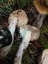  ( - FDS-CA-08511)  @11 [ ] by-nc (2024) Dean Lyons Fungal Diversity Survey