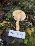  ( - FDS-CA-08588)  @11 [ ] by-nc (2024) Dean Lyons Fungal Diversity Survey