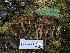  ( - FDS-CA-08592)  @11 [ ] by-nc (2024) Dean Lyons Fungal Diversity Survey