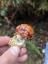  ( - FDS-CA-08594)  @11 [ ] by-nc (2024) Dean Lyons Fungal Diversity Survey