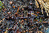  (Gymnopus glabrosipes - FDS-CA-08514)  @11 [ ] by-nc (2024) Dean Lyons Fungal Diversity Survey