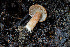  (Inocybe sp. PA09 - FDS-CA-08524)  @11 [ ] by-nc (2024) Dean Lyons Fungal Diversity Survey