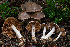  ( - FDS-CA-08518)  @11 [ ] by-nc (2024) Dean Lyons Fungal Diversity Survey