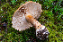  ( - FDS-CA-08525)  @11 [ ] by-nc (2024) Dean Lyons Fungal Diversity Survey