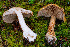  ( - FDS-CA-08525)  @11 [ ] by-nc (2024) Dean Lyons Fungal Diversity Survey