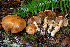  (Thaxterogaster vespertinus - FDS-CA-08531)  @11 [ ] by-nc (2024) Dean Lyons Fungal Diversity Survey