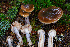  ( - FDS-CA-08511)  @11 [ ] by-nc (2024) Dean Lyons Fungal Diversity Survey