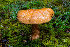  ( - FDS-CA-08525)  @11 [ ] by-nc (2024) Dean Lyons Fungal Diversity Survey
