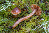  (Cortinarius pacificus - FDS-CA-08595)  @11 [ ] by-nc (2024) Dean Lyons Fungal Diversity Survey