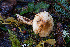  ( - FDS-CA-08588)  @11 [ ] by-nc (2024) Dean Lyons Fungal Diversity Survey
