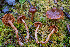  ( - FDS-CA-08592)  @11 [ ] by-nc (2024) Dean Lyons Fungal Diversity Survey