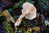  (Phlegmacium patrickense - FDS-CA-08588)  @11 [ ] by-nc (2024) Dean Lyons Fungal Diversity Survey