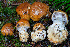  ( - FDS-CA-08594)  @11 [ ] by-nc (2024) Dean Lyons Fungal Diversity Survey