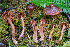  (Cortinarius sp. CA72 - FDS-CA-08592)  @11 [ ] by-nc (2024) Dean Lyons Fungal Diversity Survey