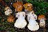  ( - FDS-CA-08594)  @11 [ ] by-nc (2024) Dean Lyons Fungal Diversity Survey