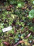  ( - FDS-CA-06635)  @11 [ ] by (2024) Justin Paulin Fungal Diversity Survey