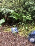 ( - FDS-CA-06635)  @11 [ ] by (2024) Justin Paulin Fungal Diversity Survey