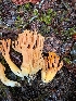  (Ramaria sp. CA10 - FDS-CA-09003)  @11 [ ] by-nc (2024) Harte Singer Fungal Diversity Survey