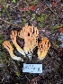  ( - FDS-CA-09003)  @11 [ ] by-nc (2024) Harte Singer Fungal Diversity Survey