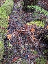  ( - FDS-CA-09003)  @11 [ ] by-nc (2024) Harte Singer Fungal Diversity Survey