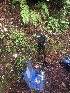  ( - FDS-CA-06650)  @11 [ ] by (2024) Justin Paulin Fungal Diversity Survey