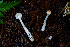  (Leucoagaricus sp. PNW15 - FDS-CA-08515)  @11 [ ] by-nc (2024) Dean Lyons Fungal Diversity Survey