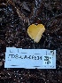  ( - FDS-CA-08534)  @11 [ ] by-nc (2024) Dean Lyons Fungal Diversity Survey