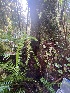 ( - FDS-CA-08519)  @11 [ ] by-nc (2024) Dean Lyons Fungal Diversity Survey