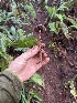  ( - FDS-CA-08587)  @11 [ ] by-nc (2024) Dean Lyons Fungal Diversity Survey
