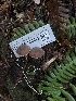  ( - FDS-CA-08554)  @11 [ ] by-nc (2024) Dean Lyons Fungal Diversity Survey