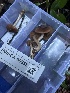  ( - FDS-CA-08555)  @11 [ ] by-nc (2024) Dean Lyons Fungal Diversity Survey