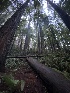  ( - FDS-CA-08555)  @11 [ ] by-nc (2024) Dean Lyons Fungal Diversity Survey