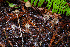  (Psilocybe pelliculosa - FDS-CA-08519)  @11 [ ] by-nc (2024) Dean Lyons Fungal Diversity Survey
