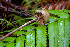  ( - FDS-CA-08519)  @11 [ ] by-nc (2024) Dean Lyons Fungal Diversity Survey