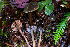  ( - FDS-CA-08587)  @11 [ ] by-nc (2024) Dean Lyons Fungal Diversity Survey